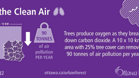 Forestry Winter Update: How Residents Can Help