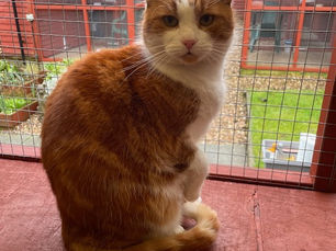 Cattery Closed 22/2 until 8/3