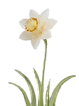 White daffodil flower with green leaves_