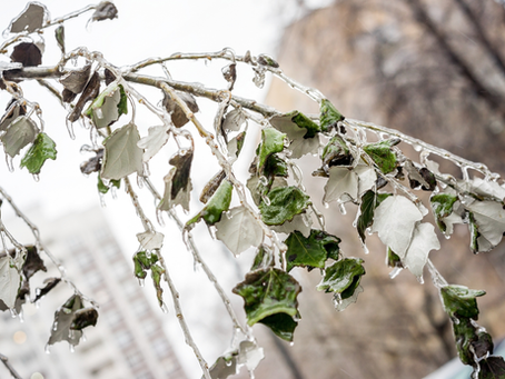 Can Chinook Winds Trigger Early Tree Growth That Later Freezes?