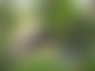 Black Growth on Trees in Calgary: When to Worry and What to Do