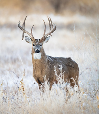 Whitetail Alberta Hunt - Drop Tine