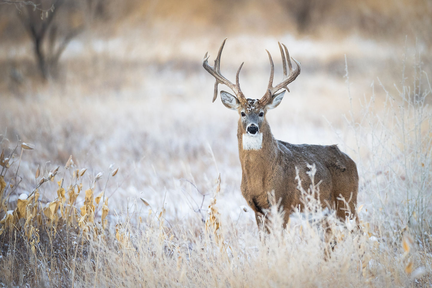 Whitetail Alberta Hunt - Drop Tine