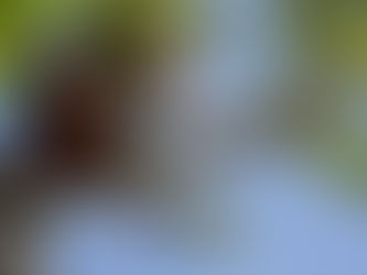 Can a Badly Pruned Tree Be Fixed in Calgary?