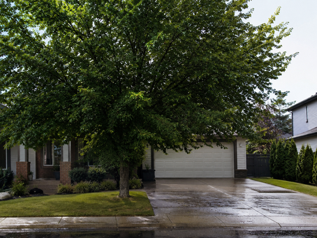 Why Is My Elm Tree Dripping Sticky Sap? (And What You Can Do About It)