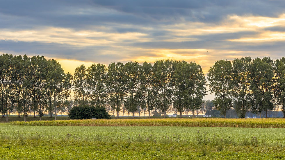 How Do I Maintain the Tree Windbreak on My Acreage?