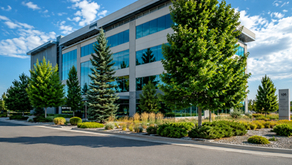 Which Trees Create the Best Curb Appeal for Residential and Commercial Properties?