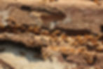 Termite Control Virginia Beach