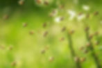 Bug treatment in Hampton Roads