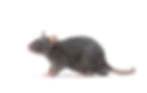 Virginia Beach Rodent Control
