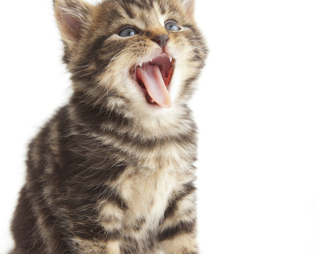 Menyingkirkan Kotoran Kucing - Kotak Tua di Trik Toilet