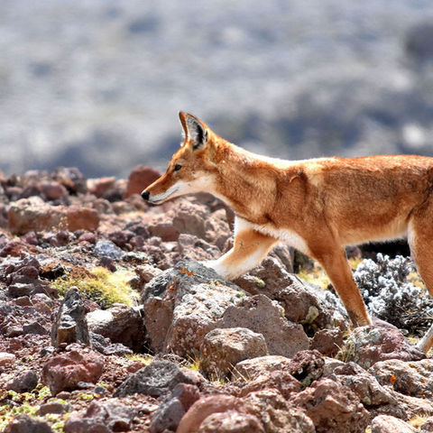 WILD-EXPEDITIONS-WOLVES-Bale-Mountains-Ethiopian-Wolf-Close-up-Chris-Tinkler_edited.jpg