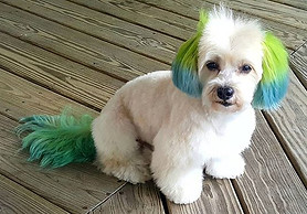 doggie hair dye