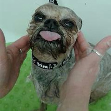 Brady Brussels Griffon