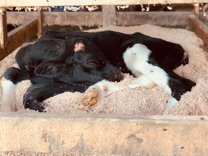 You know you’re from Wisconsin when you can’t pass a farm without yelling 🐮COWS!🐮