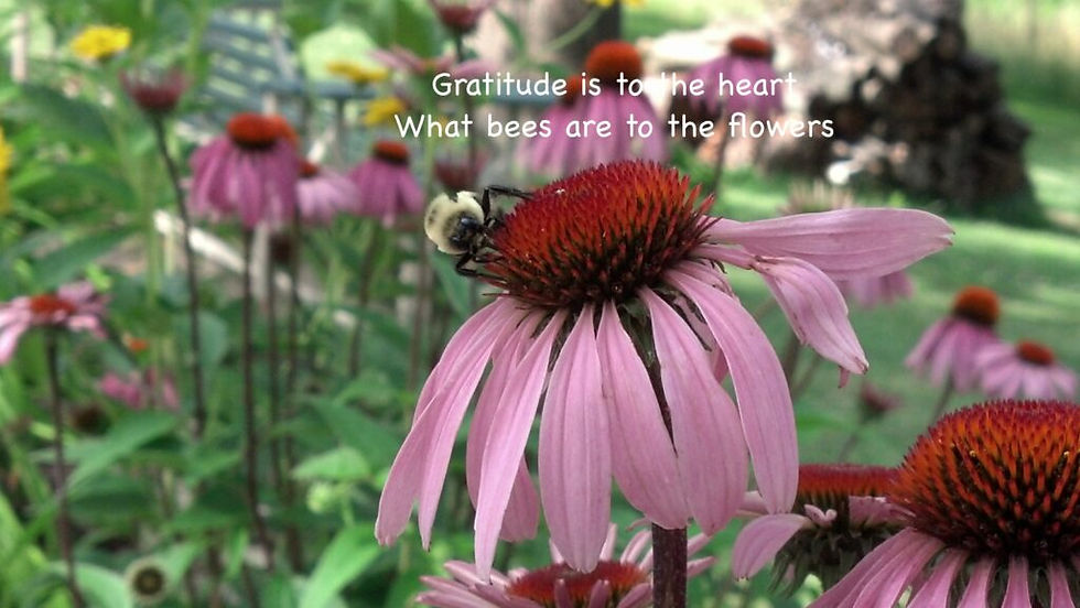 Pink flower and bee "Gratitude is to the heart what bees are to flowers."