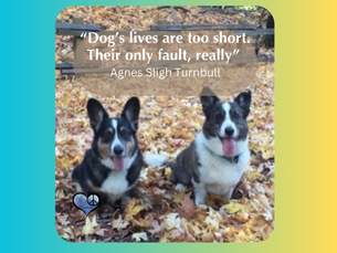Gratitude for Pets on National Pet Day