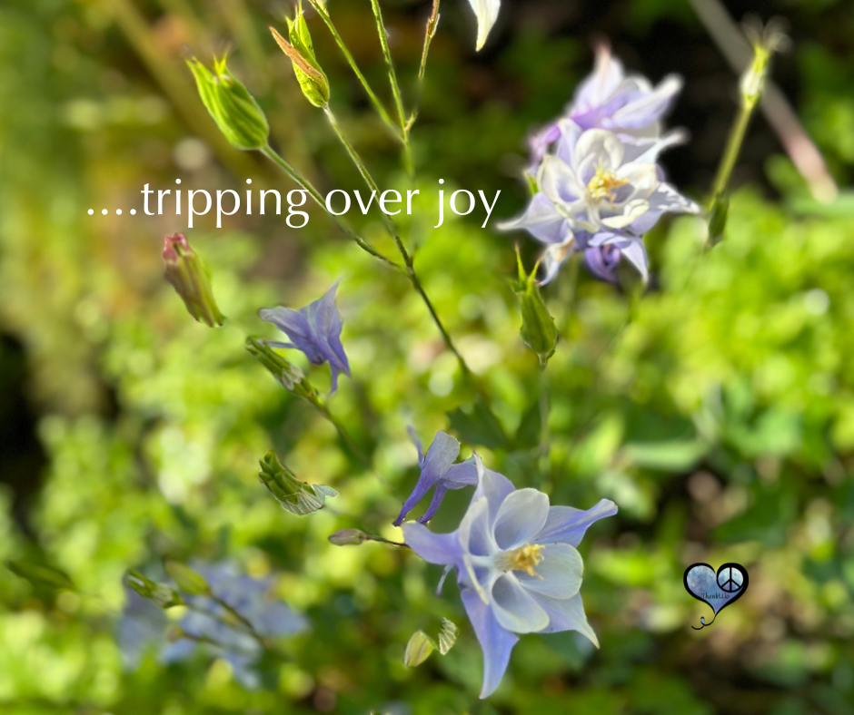 Photo of Flower and quote "Tripping Over Joy" by Hafiz