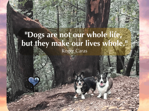 Grateful for the Friendship of My Doggies