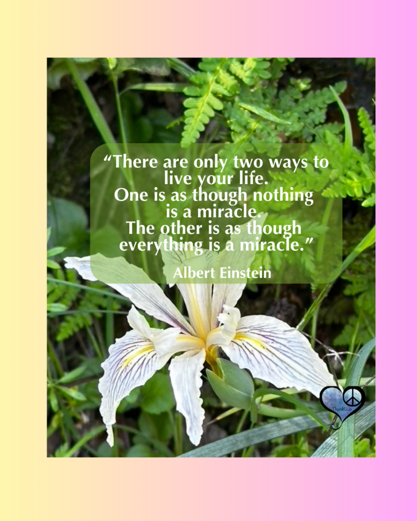 Photo of wildflower with quote by Albert Einstein "“There are only two ways to live your life. One is as though nothing is a miracle. The other is as though everything is a miracle.”
