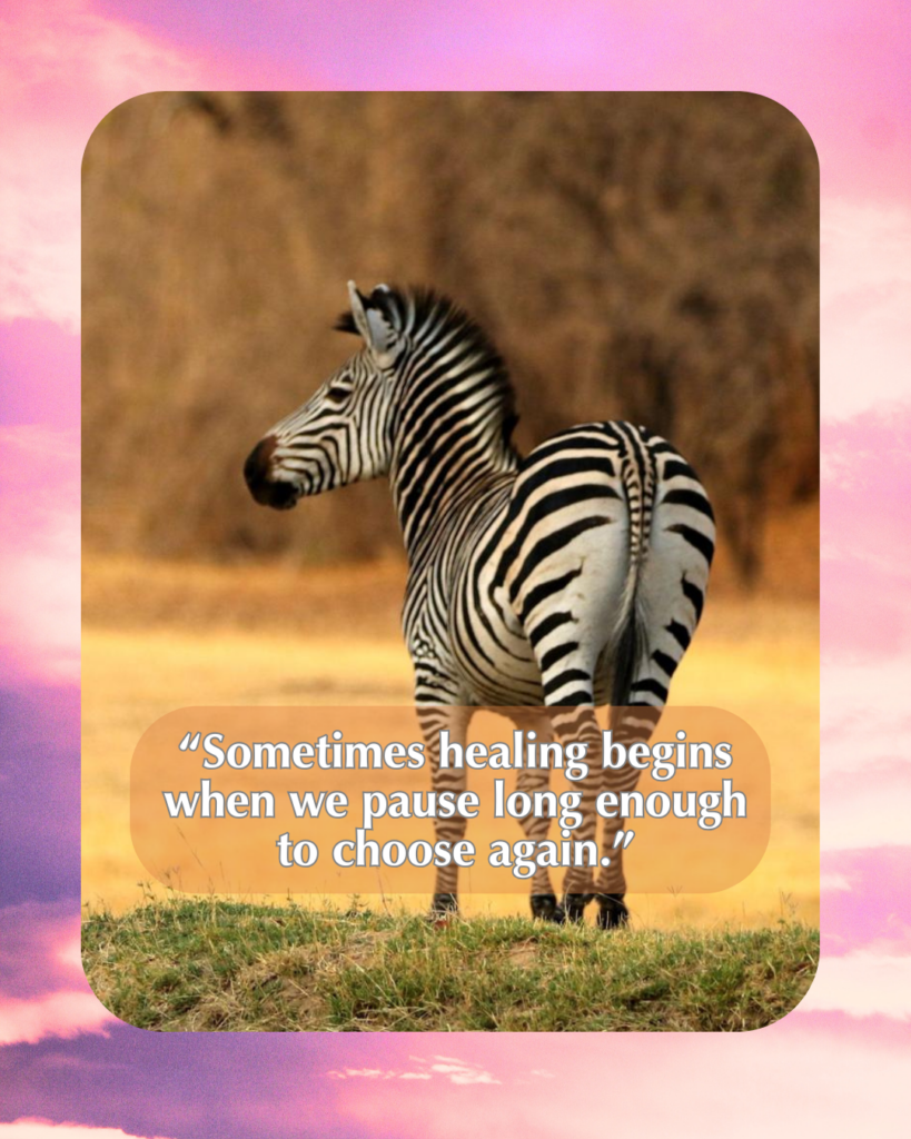Photo of African Zebra with caption: “Sometimes healing begins when we pause long enough to choose again.”
