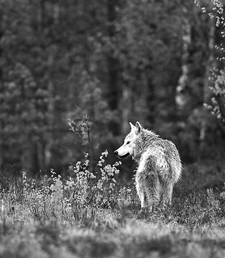 European Wolf_edited.jpg