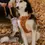 Thumbnail: Peachy dogs Harness - Dulce
