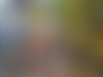 Jesień w Lesie Nowosolniańskim