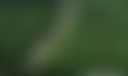 No Dia da Amazônia, campanha pede que eleitor vote por floresta em pé