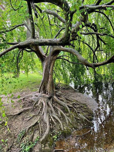 roots.jpeg