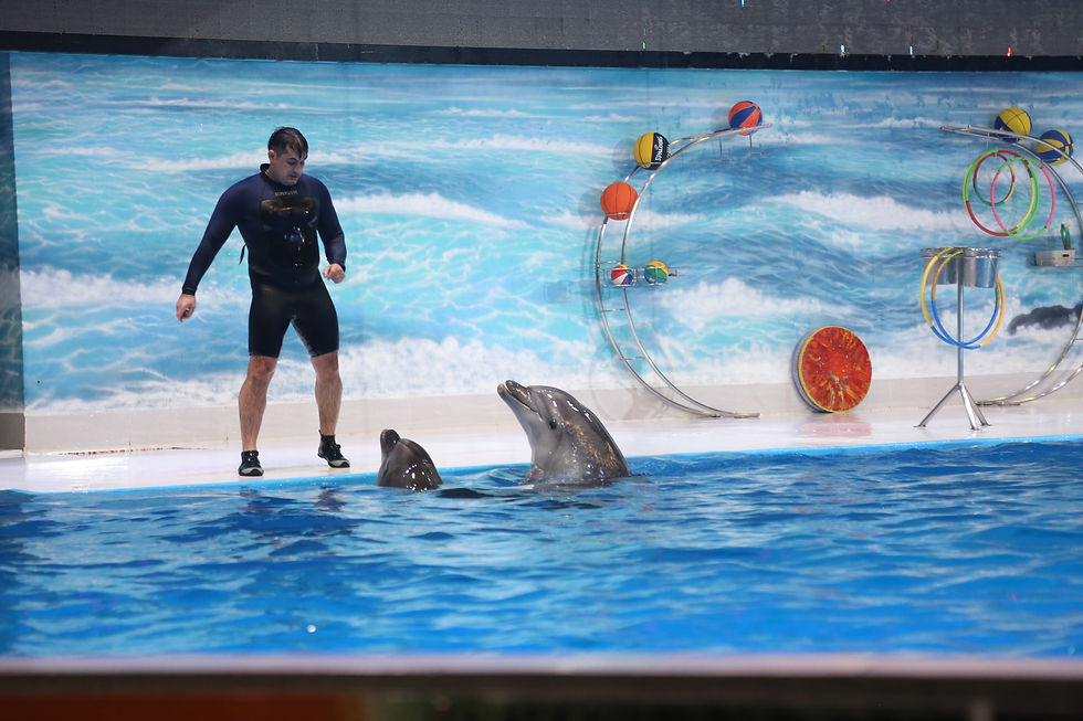 A dolphin with its trainer at Dubai Dolphinarium, performing a synchronized routine in the water.