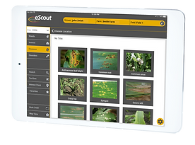 eScout
