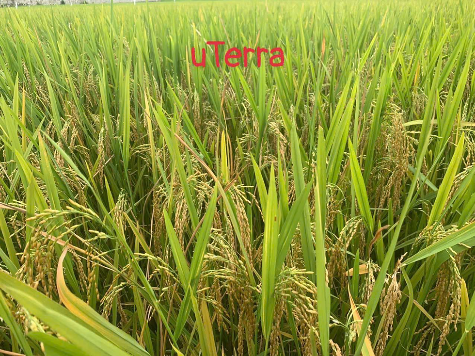 uTerra Delivers Outstanding Rice Crop Results in Vietnam!