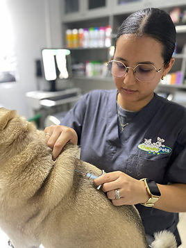 Chip Nuevo Colinas 2.jpg