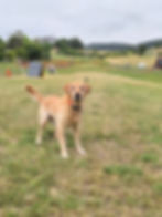 High Energy Lab Dog Boarding