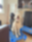 Doodles Dog Boarding