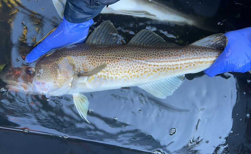 Atlantic cod caught and tagged in Isfjorden, Svalbard.