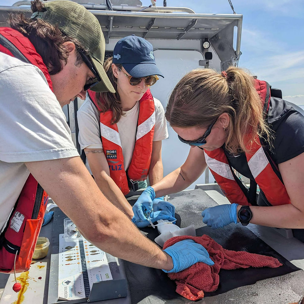 Tagging of the shark while being in tonic immobility. (C) © Lotte Pohl