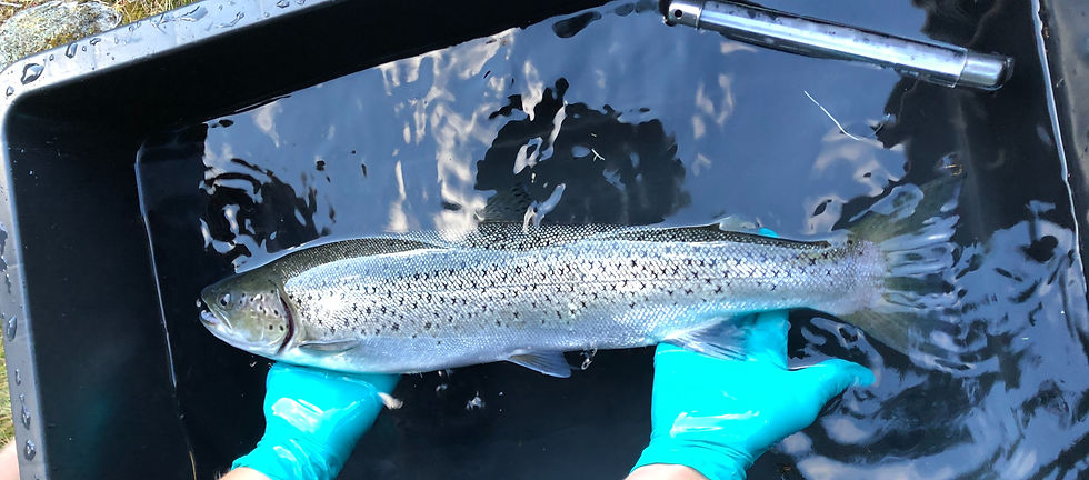 One of the tagged trout