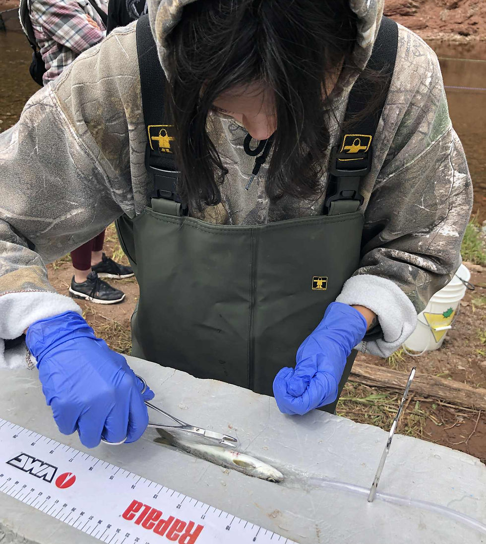A salmon smolt being tagged