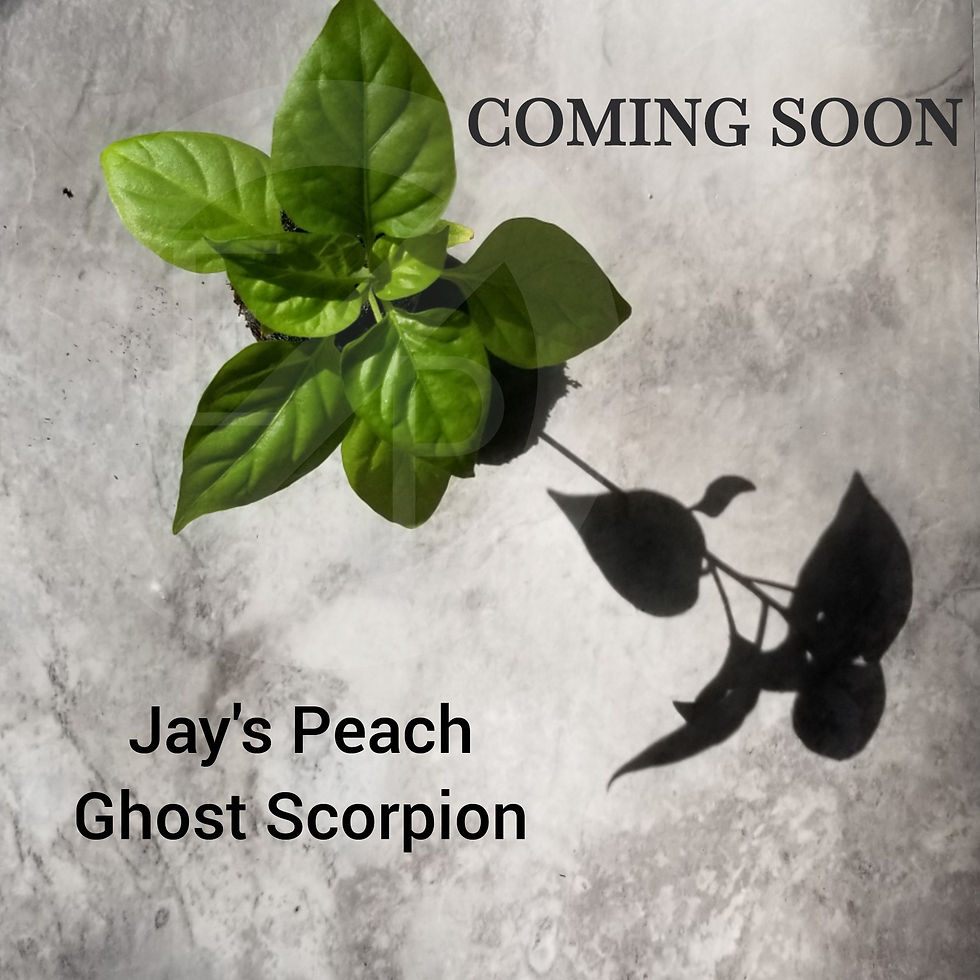 Miniatura: Jay's Peach Ghost Scorpion