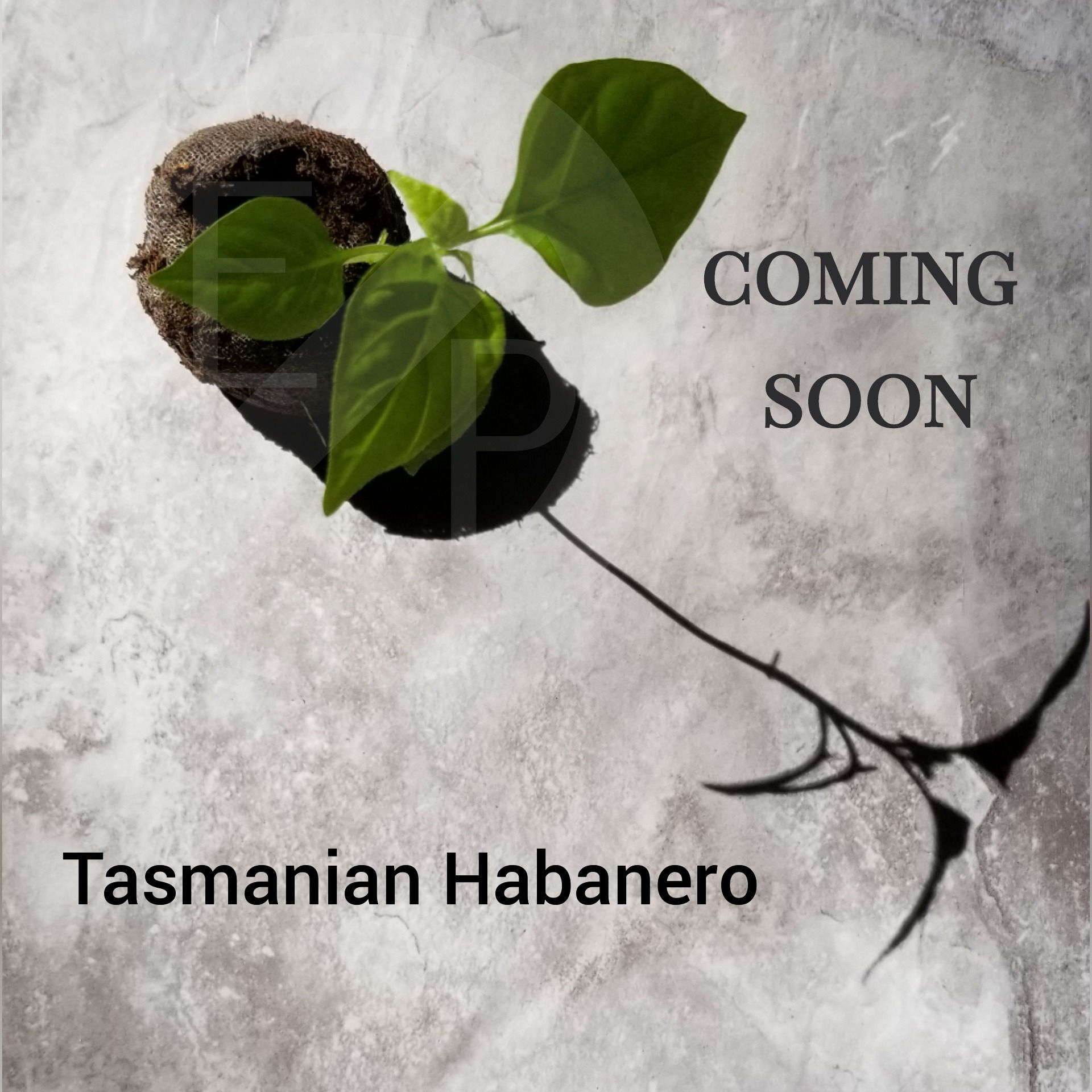 Tasmanian Habanero
