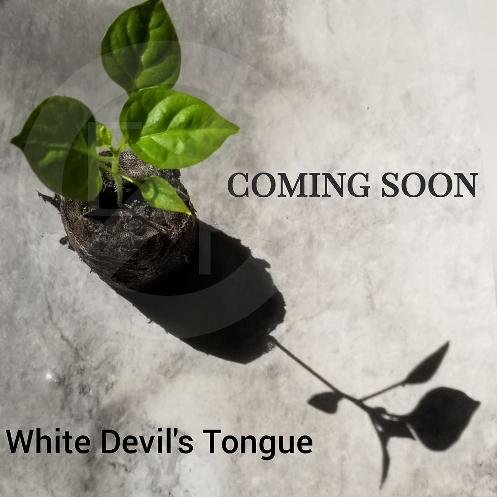 Miniatura: Lengua del diablo blanco