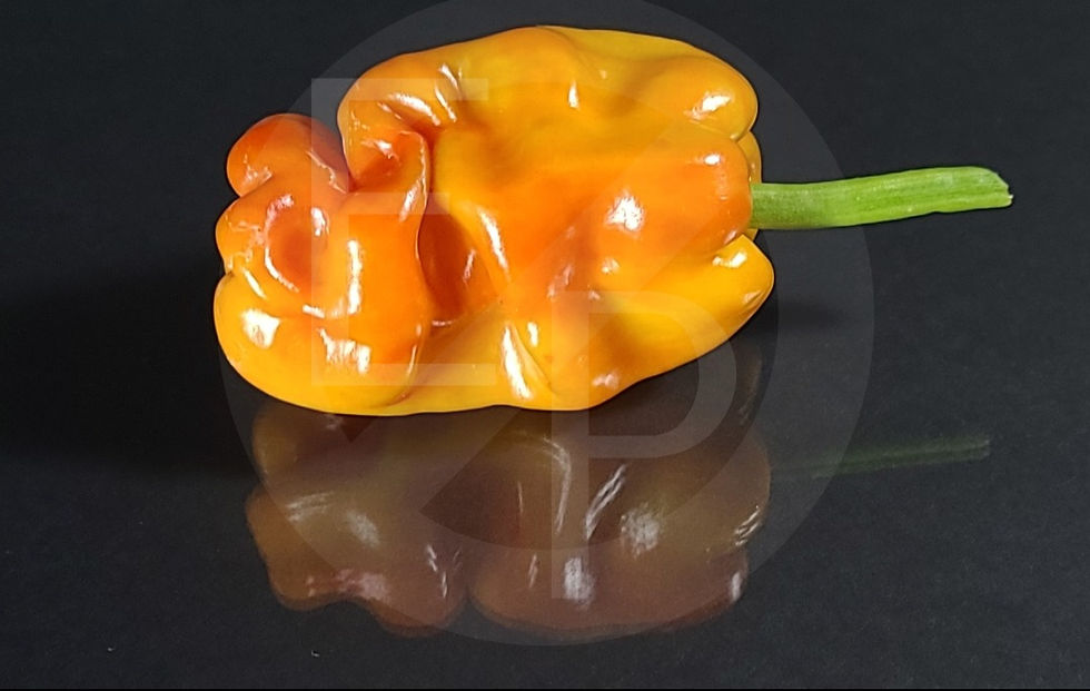 Miniatura: Dragon's Toe
