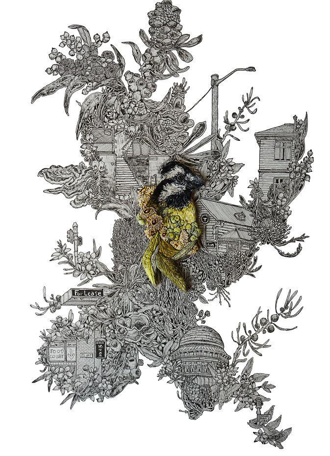 Lost Suburbs_Eastern Shriketit, Yellow Bloodwood, Waverton Station.jpg