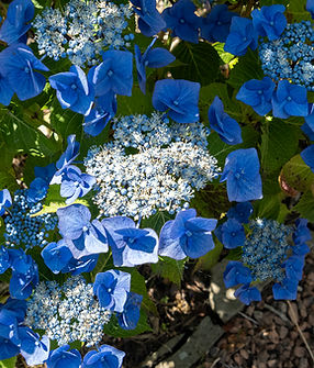 Hydrangea Invergowrie.jpg