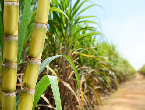 Unveiling the Sweet Truth: Why Sugarcane Emerges as the Healthier and More Sustainable Sweetener for Beverages