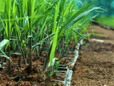 Sustainable Sugarcane Cultivation