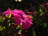 IMG_4028.JPG