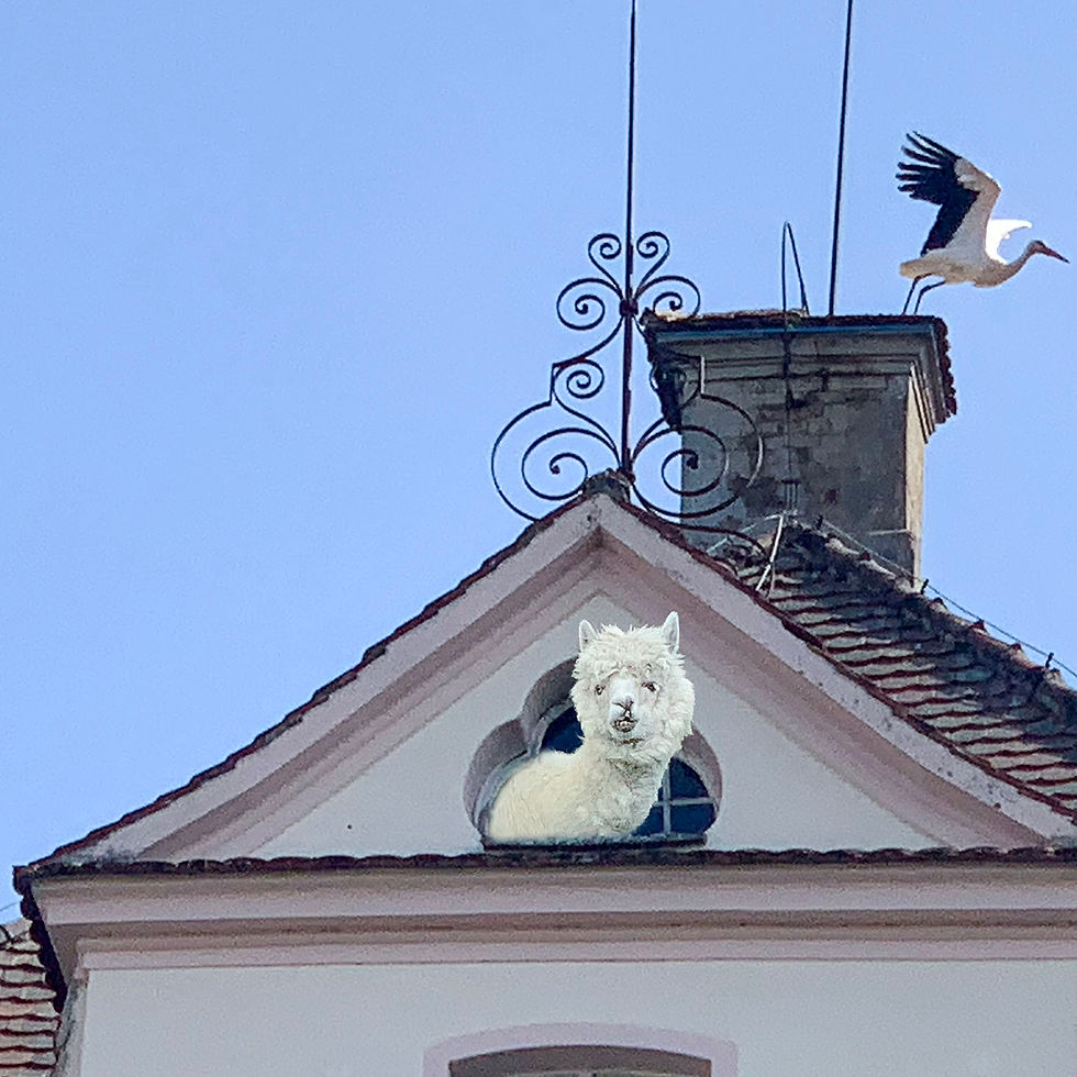 Alpaca in castle quarantine